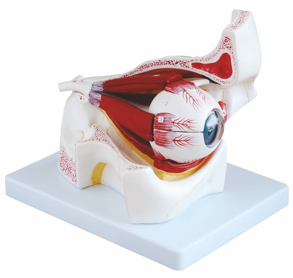 eye-with-orbit